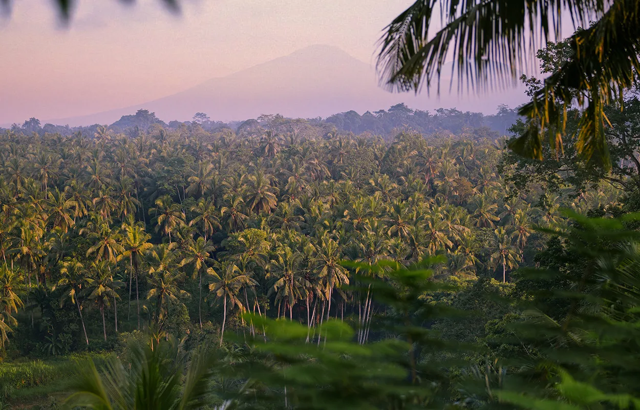 Panoramic view of lush palm forest and distant mountains in Bali at dawn as seen from The Ridge Bali resort