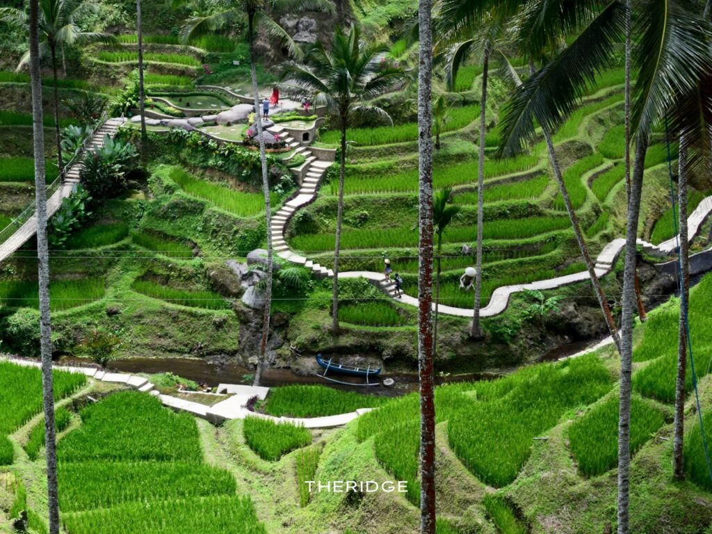Lush green Tegalalang Rice Terraces in Ubud, a scenic spot best for couple photography and romantic nature walks.